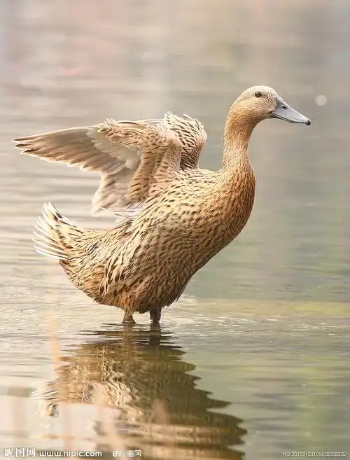 野鸭图片