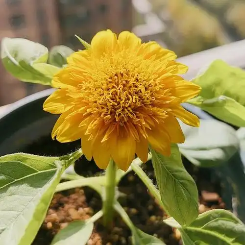 秋植日记:矮化玩具熊向日葵