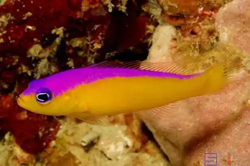 1)马来亚拟雀鲷(pseudochromis diadema),别名紫背草莓鱼,紫背准雀鲷1