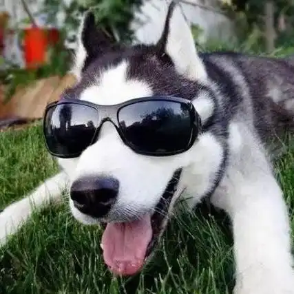 帅气小狗戴墨镜头像