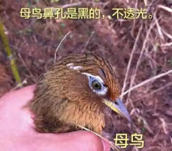 头条问答 - 在画眉鸟不开口的前题下怎样分公母?(11个回答)