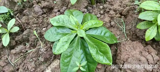 近危植物福参在江西金不换生物科技有限公司开始批量人工培植