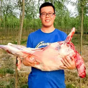 25斤新鲜羊肉整只羊羔全羊整羊羊排羊腿羊蝎子送炖料甘肃发货包邮