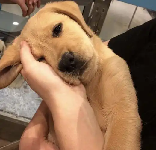 一张图看出家庭地位哈哈哈哈哈二哈同样是狗怎么差别这么大