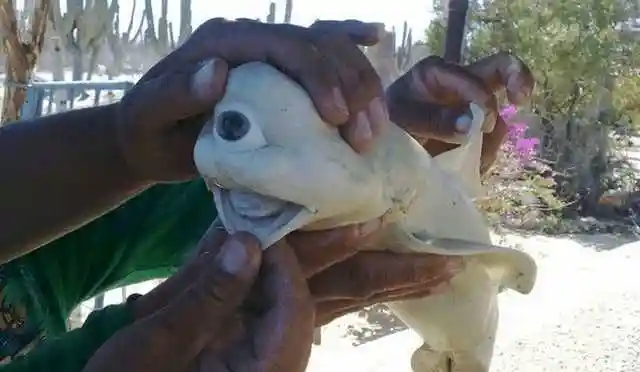 盘点世界上15种外形最奇特最恐怖的动物,快快来"涨姿势"