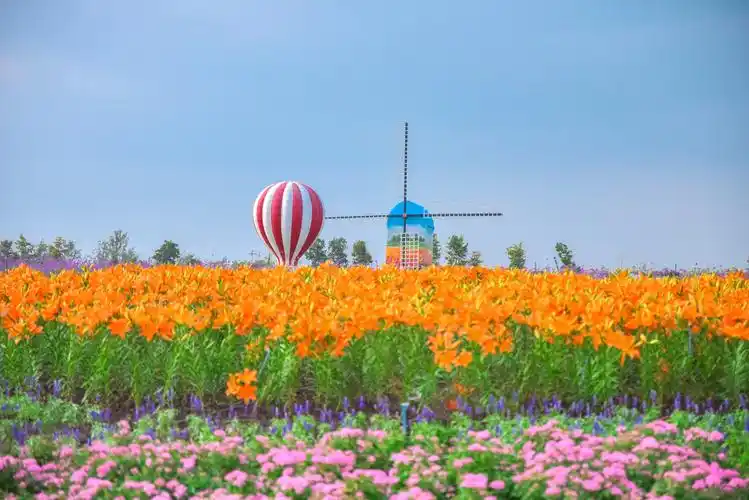 金秋十月赏花季江浙沪网红花海景区盐城荷兰花海
