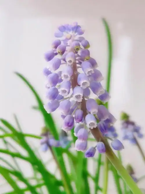 葡萄风信子开花啦