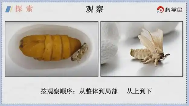 三下第二单元第五课茧中钻出了蚕蛾科学鱼免费网课
