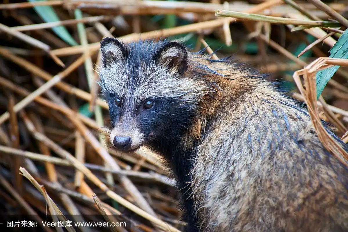 野外动物,自然,可爱的,狸子,哈萨克斯坦