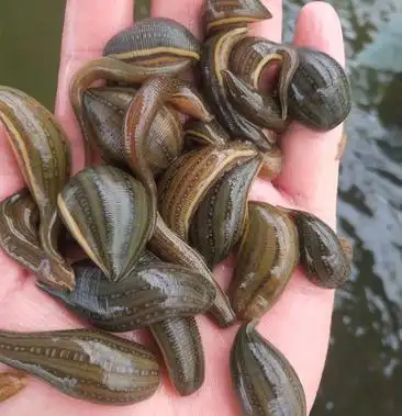 水蛭宽体金线蛭种蛭幼苗满月苗青年苗预售