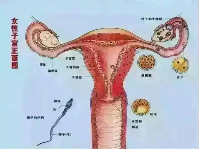 女人的子宫到底有多脏?