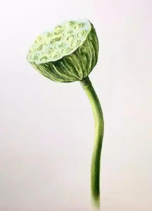 深入刻画莲蓬的莲子,注意光源,背光面的莲子刻画重一点,注意轻重颜色