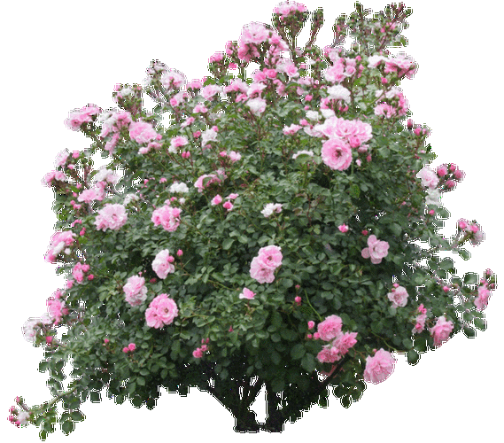 《免抠透明花草树木》第2辑〖gif素材〗【适合ps画音贴图制作】 - 在