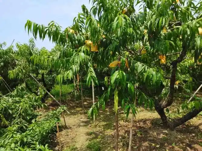 无锡阳山水蜜桃采摘园基地-"到家就吃桃,[强]!超好吃!然后下地亲自.