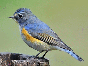 = = = ·百·鸟·园· = = = 【动态图·三·】