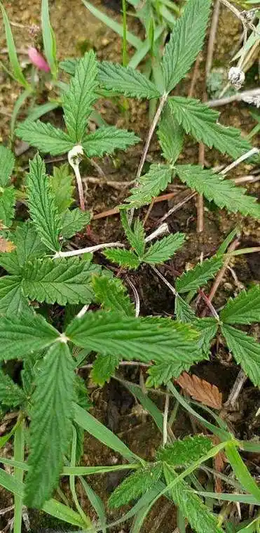 农村喜欢给家畜吃人参?原来它叫翻白草,很多餐馆抢着收购!