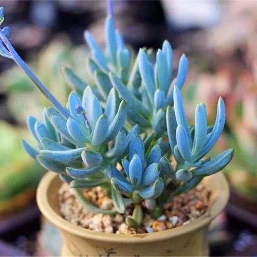 农资园艺蓝松蓝月亮多肉植物组合盆栽室内防辐射绿植小盆景新手好养活