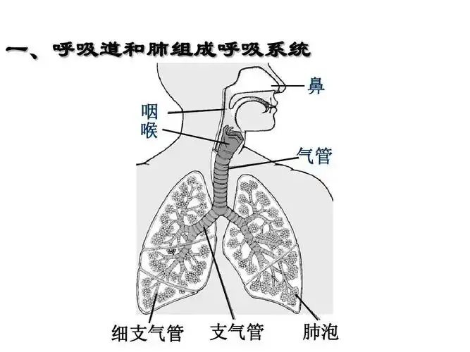 一,呼吸道和肺组成呼吸系统 鼻 咽 喉 气管 细支气管 支气管 肺泡