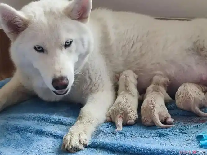 广西首例人工繁育北极狼幼崽在南宁出生八胞胎