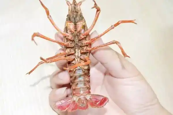 6,用手捏住小龙虾头部,翻过来,我们能清楚的看到小龙虾身体上藏了很多