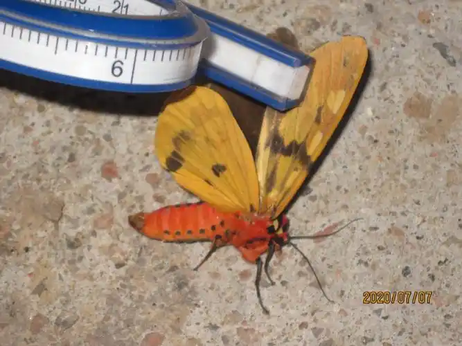 承德 打鹿沟 斑灯蛾