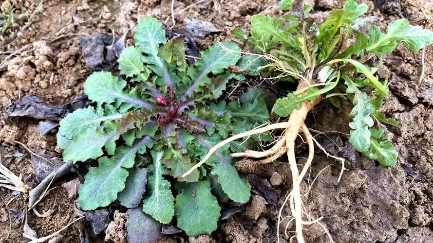 农村这种植物,根似人参,认识的人不多,才知道它是