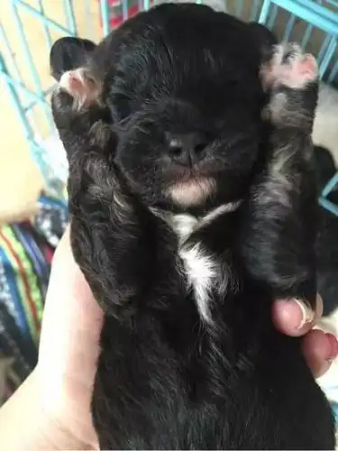 雪纳瑞和比熊生出的混血绝对狗界美男子