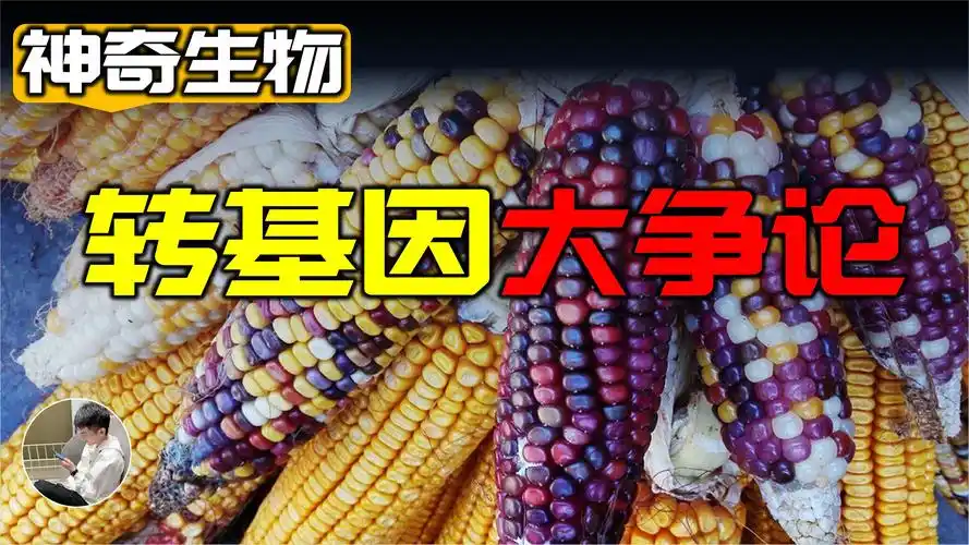美国人不吃转基因玉米的真相是什么中药靠小分子rna逆袭