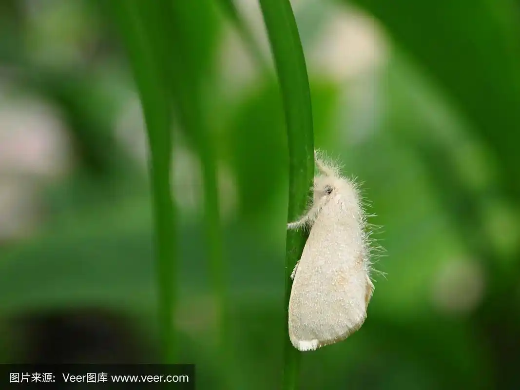 白色毛茸茸的蛾子