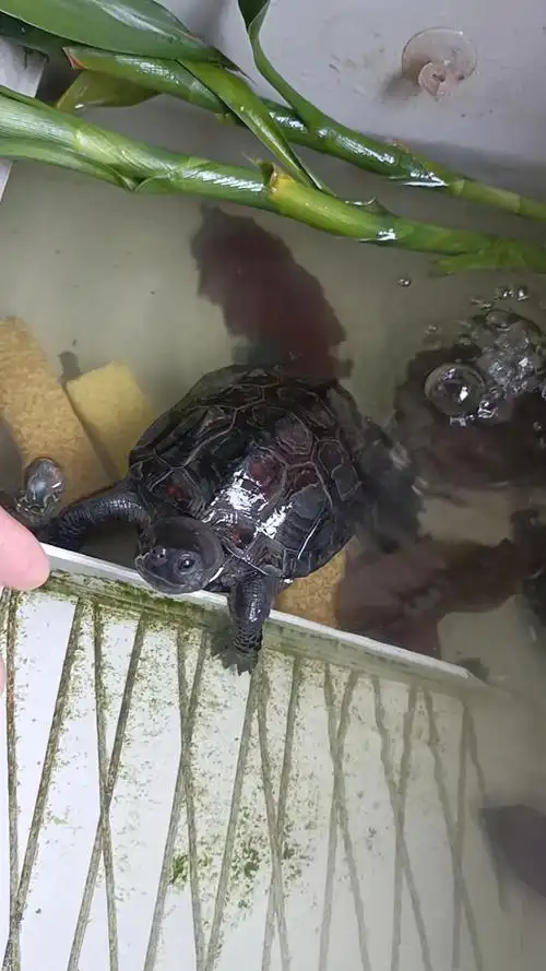 感觉这墨龟的壳怎么变红了也前看着比较黑