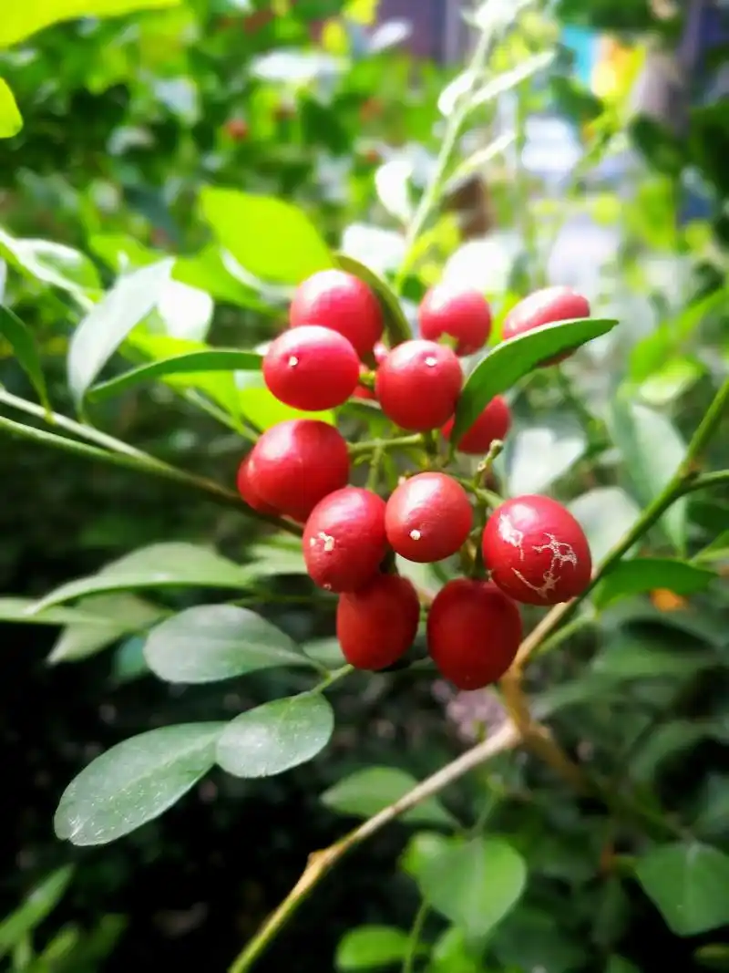 九里香,花香九里,结果吉祥无比