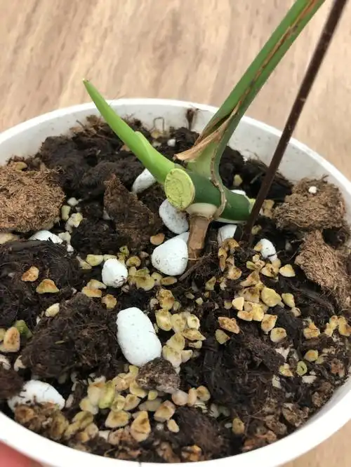 阴阳杆白锦龟背竹一叶一芽出