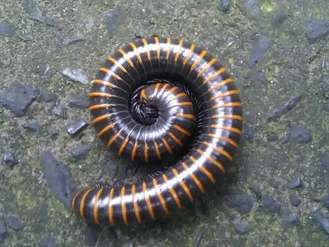 百脚虫(称谓)百脚虫又名千脚虫 ,(部分农村地区又称作"线毛虫")是一种