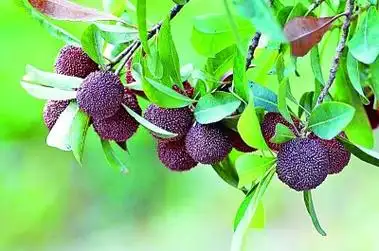 让人垂涎欲滴的慈溪杨梅.蒋亚军摄/光明图片