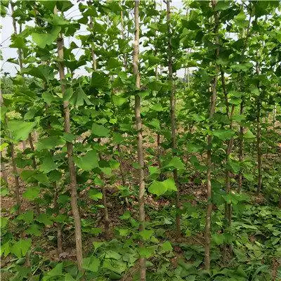 自产自销5公分银杏树苗 银杏树苗质量保证