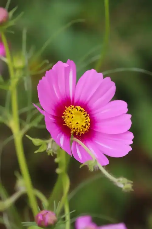 波斯菊香沁心扉