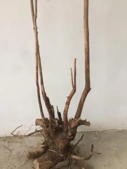 野生山茶花树桩下山桩