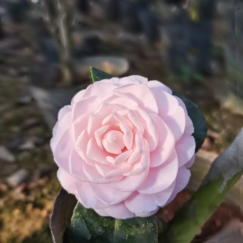 宫粉山茶花盆栽树苗福建正品小桃桃红高档经典时令草本花卉