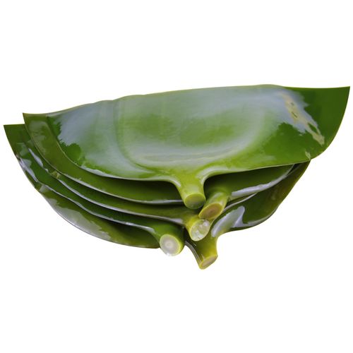 海带荣成海带头盐渍新鲜汤半干货非特特级5斤海带