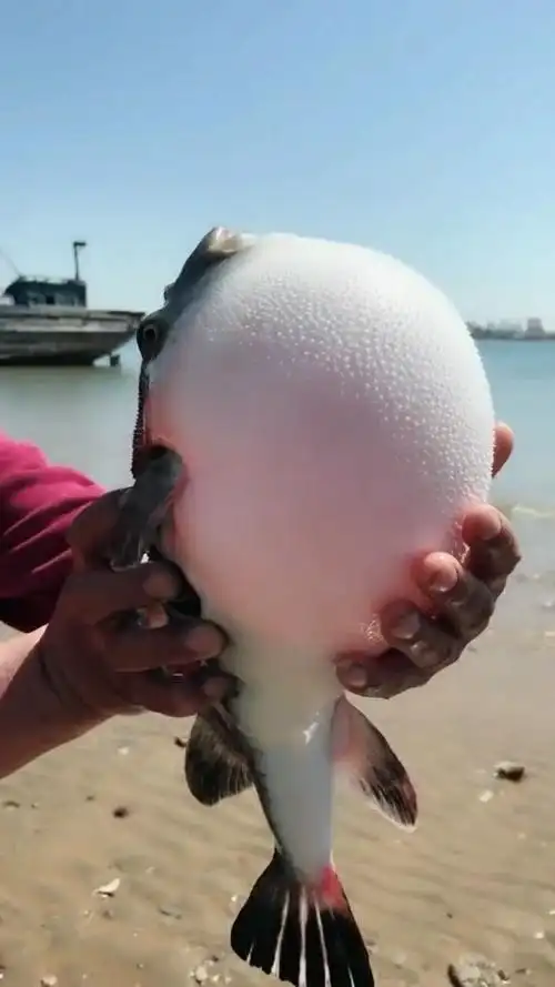 这河豚好气啊,这也太鼓了