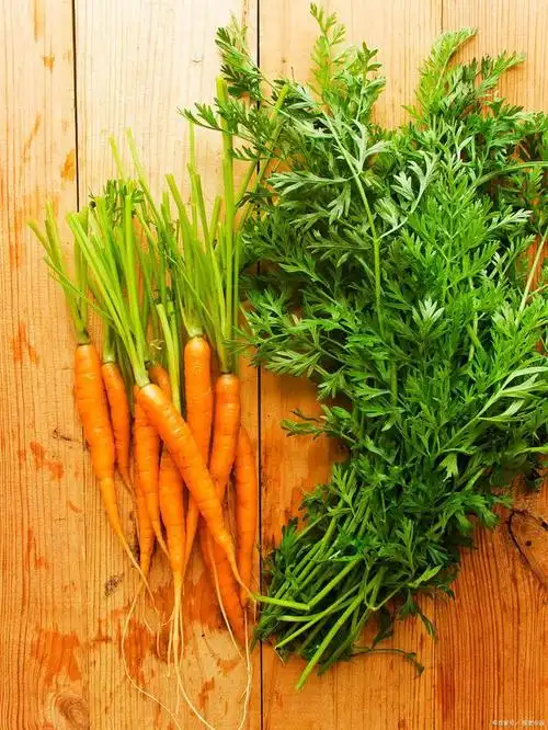 胡萝卜缨是胡萝卜的叶子,营养价值很高,还能清热去火,健脾养胃