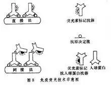 免疫荧光技术示意图