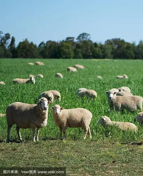 澳大利亚农场春天的美利奴羊