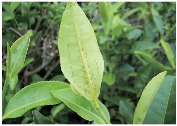 茶黄蓟马危害状