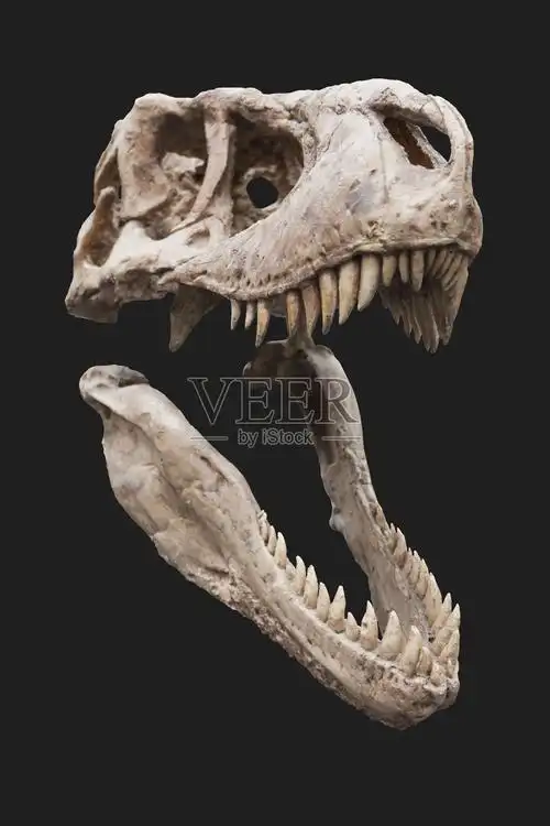 迅猛龙的头骨照片摄影图片