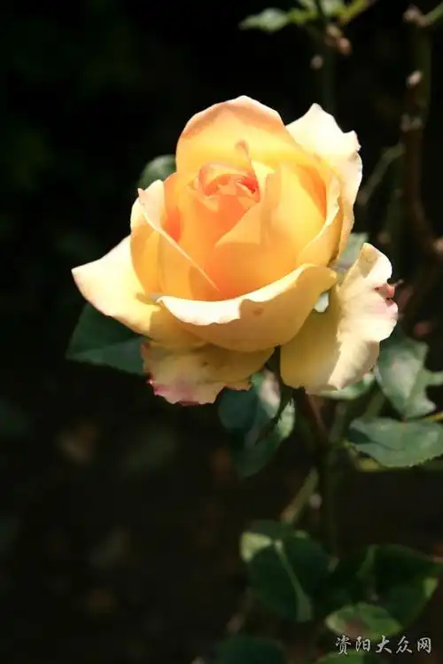 [原创]元旦节快乐!请欣赏元旦特辑"百花盛开心花怒放"