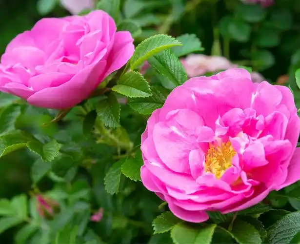 是 a target="_blank" href="/item/双子叶植物纲蔷薇科">双子叶