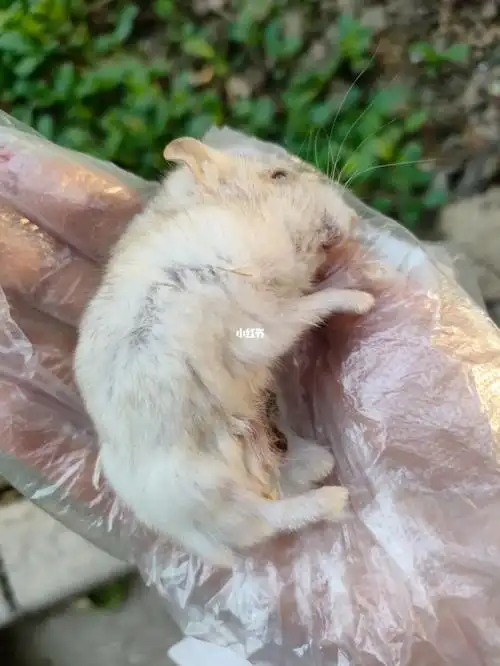 让他早点脱离痛苦吧#养仓鼠  #仓鼠  #仓鼠日常  #仓鼠死亡