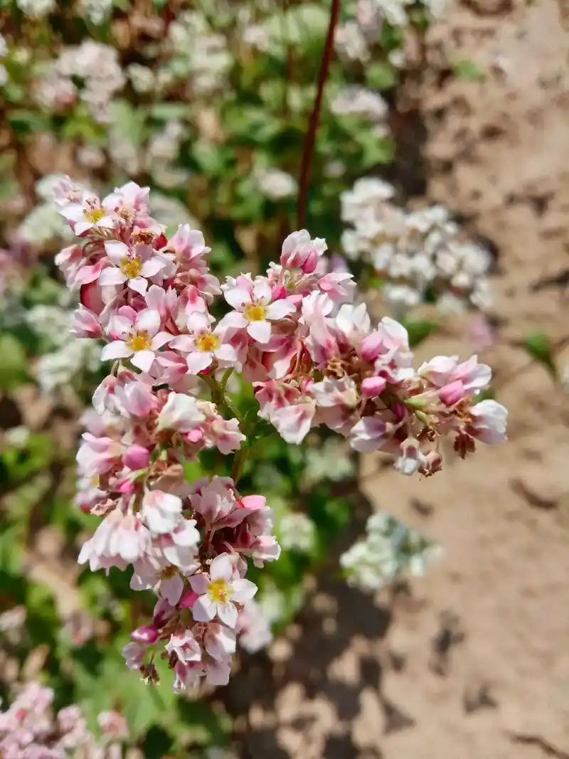 荞麦花的花语:一分耕耘,一分收获.纯洁,柔弱,从不低头;美丽 - 抖音