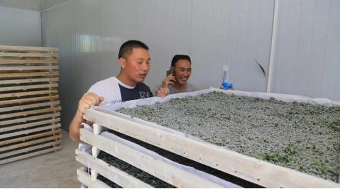 "蚕王",平凡的人做不平凡的事